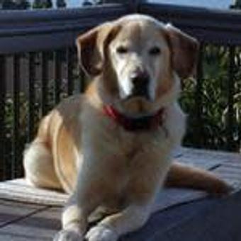 Product - TAILored Pet Services in Everett, WA Pet Shop Supplies