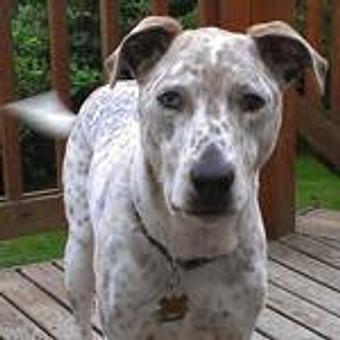 Product - TAILored Pet Services in Everett, WA Pet Shop Supplies