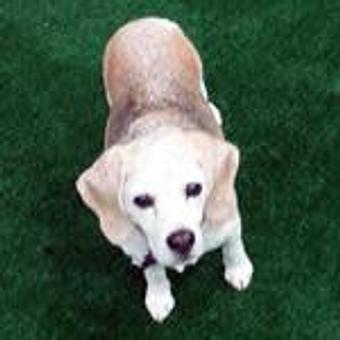 Product - TAILored Pet Services in Everett, WA Pet Shop Supplies