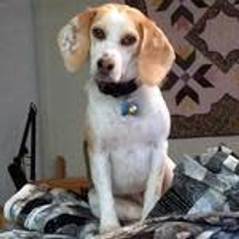 Product - TAILored Pet Services in Everett, WA Pet Shop Supplies