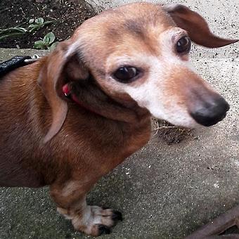 Product - TAILored Pet Services in Everett, WA Pet Shop Supplies