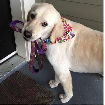 Product - TAILored Pet Services in Everett, WA Pet Shop Supplies