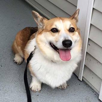 Product - TAILored Pet Services in Everett, WA Pet Shop Supplies