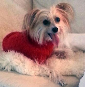 Product - TAILored Pet Services in Everett, WA Pet Shop Supplies