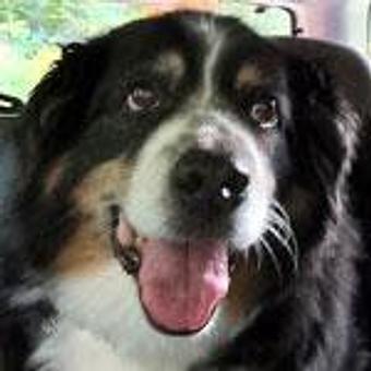 Product - TAILored Pet Services in Everett, WA Pet Shop Supplies