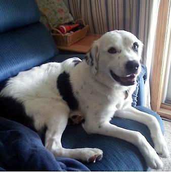 Product - TAILored Pet Services in Everett, WA Pet Shop Supplies