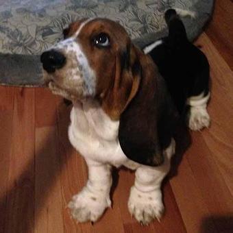 Product - TAILored Pet Services in Everett, WA Pet Shop Supplies