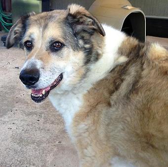 Product - TAILored Pet Services in Everett, WA Pet Shop Supplies