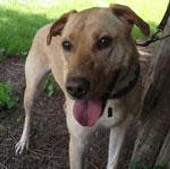 Product - TAILored Pet Services in Everett, WA Pet Shop Supplies