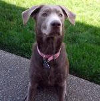 Product - TAILored Pet Services in Everett, WA Pet Shop Supplies