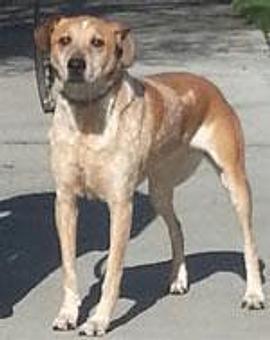 Product - TAILored Pet Services in Everett, WA Pet Shop Supplies