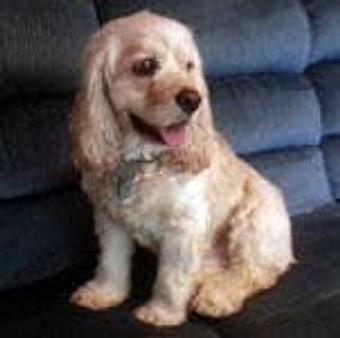 Product - TAILored Pet Services in Everett, WA Pet Shop Supplies