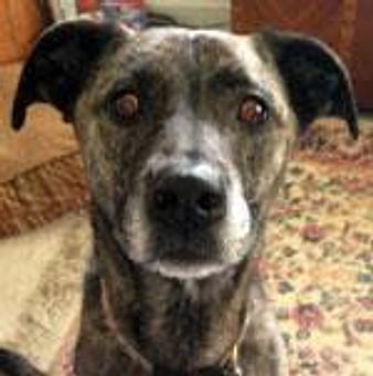 Product - TAILored Pet Services in Everett, WA Pet Shop Supplies