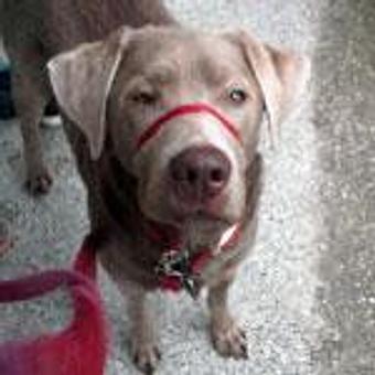 Product - TAILored Pet Services in Everett, WA Pet Shop Supplies