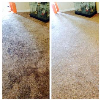 Product - Team Green Carpet Cleaning in Brandon, FL Carpet Rug & Upholstery Cleaners