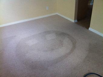 Product - Team Green Carpet Cleaning in Brandon, FL Carpet Rug & Upholstery Cleaners
