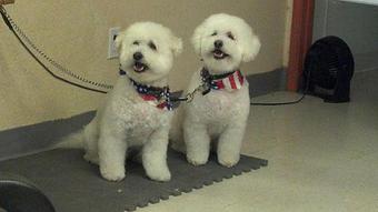 Product - Teasas Little Shop of Hair Pet Grooming in Vacaville, CA Pet Boarding & Grooming