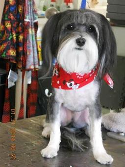 Product - Teasas Little Shop of Hair Pet Grooming in Vacaville, CA Pet Boarding & Grooming