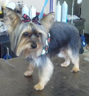 Product - Teasas Little Shop of Hair Pet Grooming in Vacaville, CA Pet Boarding & Grooming