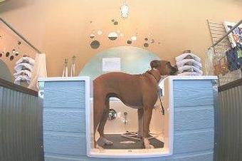 Product - That Dirty Dog in Roswell, GA Pet Boarding & Grooming