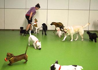 Product - The Barking Dog, in Derry, NH Pet Boarding & Grooming