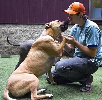 Product - The Barking Dog, in Derry, NH Pet Boarding & Grooming