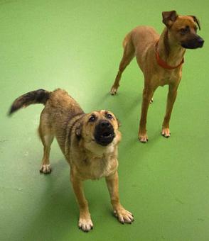 Product - The Barking Dog, in Derry, NH Pet Boarding & Grooming