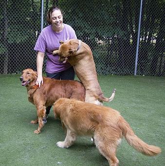 Product: Dogs have a fantastic time in daycare! - The Barking Dog, in Derry, NH Pet Boarding & Grooming
