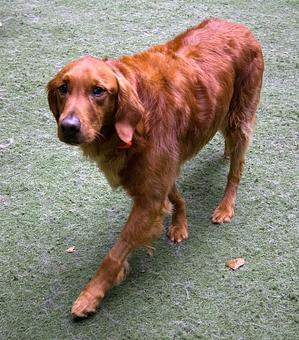 Product: Daycare is a fun option for dogs who are boarding. They can make friends with other dogs, play with toys, or play with the attendants. This exercise option alternates between indoor play, outdoor play, and resting time. - The Barking Dog, in Derry, NH Pet Boarding & Grooming