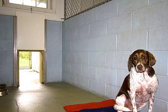 Product: In & Out runs are open during the day, when the weather is nice, which allows your dog to choose between being inside or outside. During the cold weather, or extreme heat, the doors are closed and the inside is climate controlled. - The Barking Dog, in Derry, NH Pet Boarding & Grooming