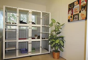 Product: Cats who board with us have plenty of room to climb and play in their own three-tier, double wide, condos. Cats from the same family are more than welcome to share a condo at a discounted rate. - The Barking Dog, in Derry, NH Pet Boarding & Grooming