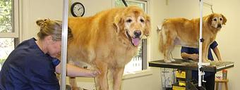 Product - The Barking Dog, in Derry, NH Pet Boarding & Grooming