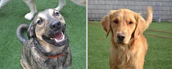 Product - The Barking Dog, in Derry, NH Pet Boarding & Grooming