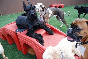 Product - The Bone Adventure Backyard in Costa Mesa, CA Pet Care Services