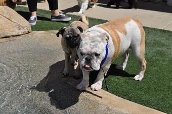 Product - The Bone Adventure Backyard in Costa Mesa, CA Pet Care Services