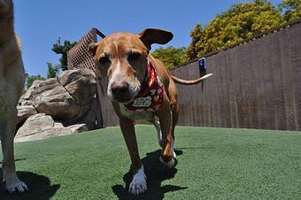 Product - The Bone Adventure Backyard in Costa Mesa, CA Pet Care Services