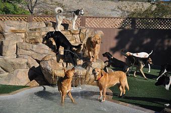 Product - The Bone Adventure Backyard in Costa Mesa, CA Pet Care Services