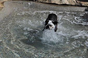 Product - The Bone Adventure Backyard in Costa Mesa, CA Pet Care Services