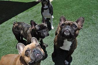 Product - The Bone Adventure Backyard in Costa Mesa, CA Pet Care Services