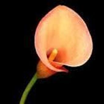 Product - The Caramel Cup Coffee House in Burien, WA Coffee, Espresso & Tea House Restaurants