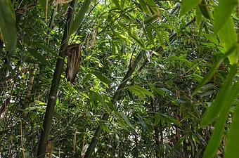 Product - The Courtyard Grill at Bourbon Heat in French Quarter - New Orleans, LA Bars & Grills