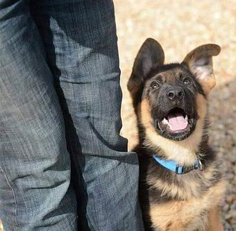 Product - The Dog House of Alabama in Hartselle, AL Pet Boarding & Grooming