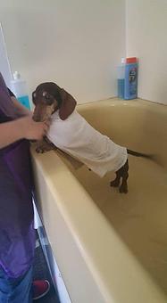 Product - The Dog House of Alabama in Hartselle, AL Pet Boarding & Grooming