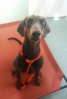 Product - The Dog House of Alabama in Hartselle, AL Pet Boarding & Grooming