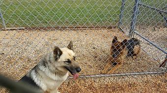 Product - The Dog House of Alabama in Hartselle, AL Pet Boarding & Grooming