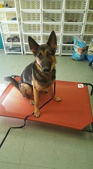 Product - The Dog House of Alabama in Hartselle, AL Pet Boarding & Grooming