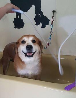 Product - The Dog House of Alabama in Hartselle, AL Pet Boarding & Grooming