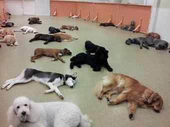Product - The Dog Resort in Fort Myers, FL Pet Boarding & Grooming