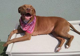 Product - The Dog Resort in Fort Myers, FL Pet Boarding & Grooming