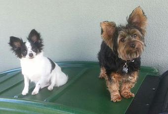 Product - The Dog Resort in Fort Myers, FL Pet Boarding & Grooming